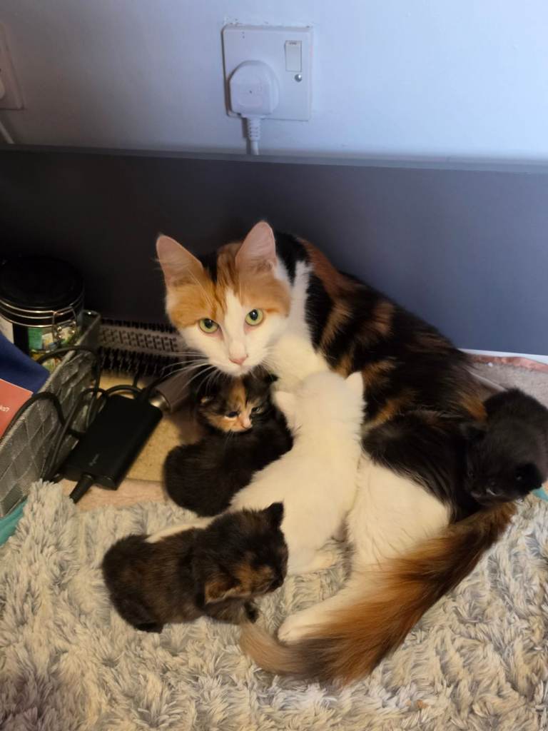 Kittens mixed litter 