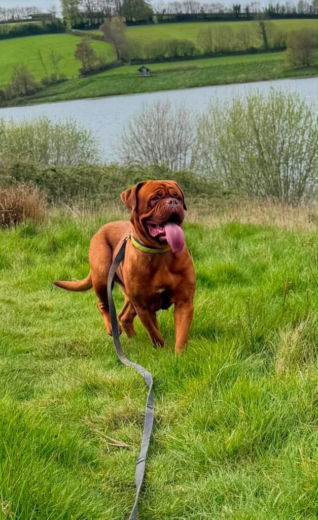 Dogue de Bordeaux KC reg puppies 
