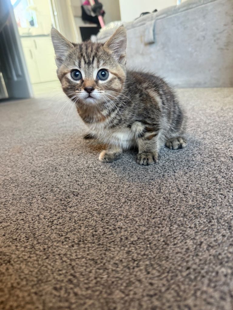 Tabby kitten 