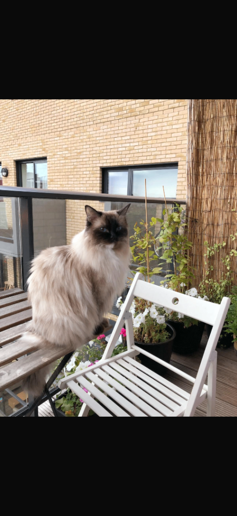11 year old ragdoll cat 