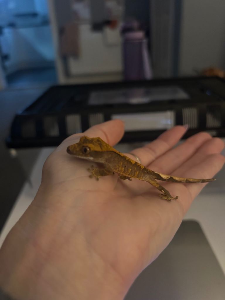 Crested Gecko Babies 