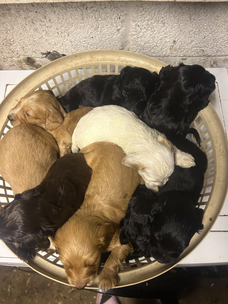 Cockapoo cross spaniel puppies 