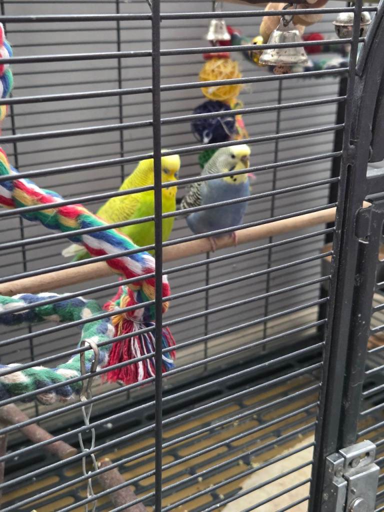 2 budgies and cage for sale