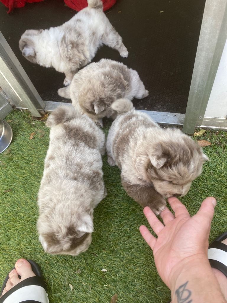 Chow chow
