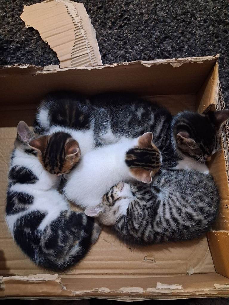 Bengal mix kittens