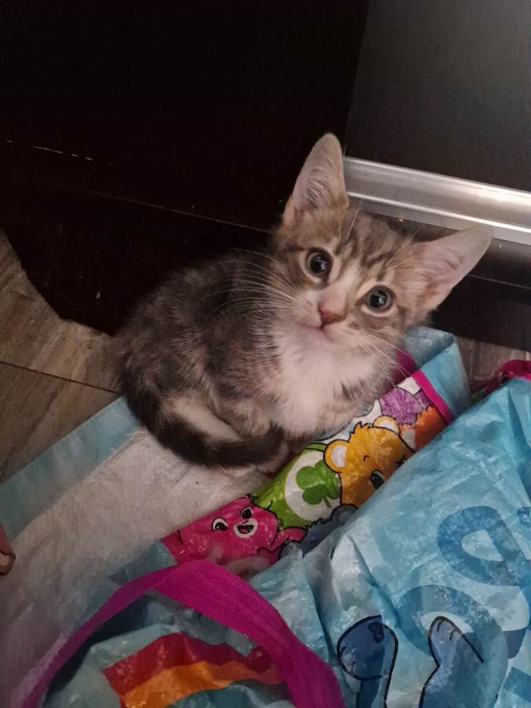  Beautiful Male kitten available now!
