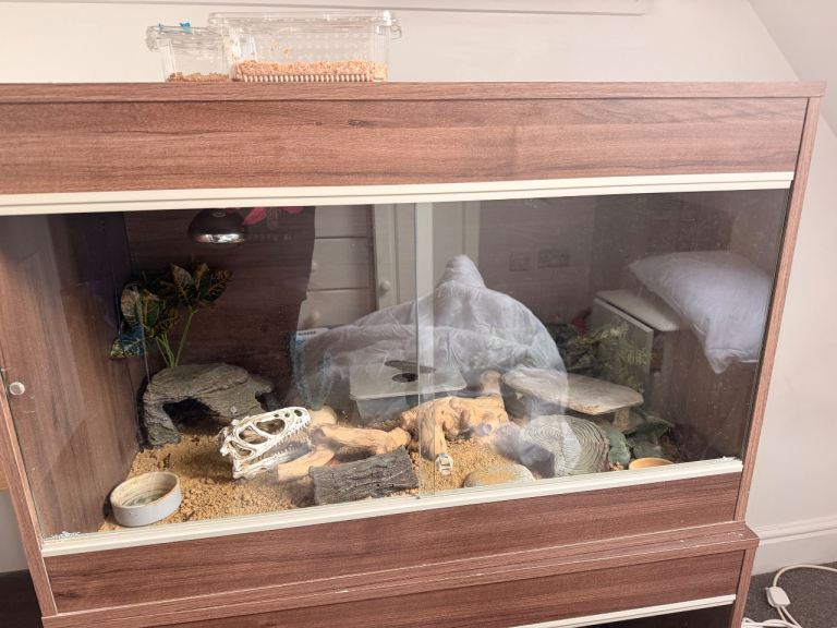 Two leopard Gekos and full set up