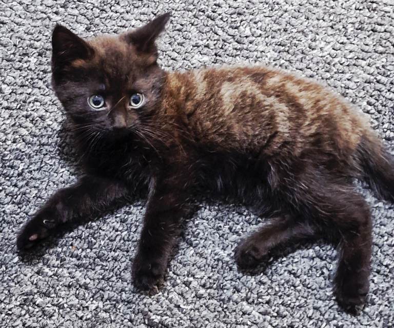 Beautiful male kitten 