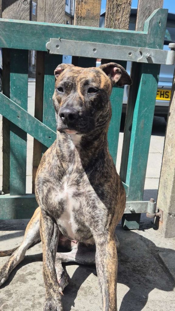 Puppies presa canario