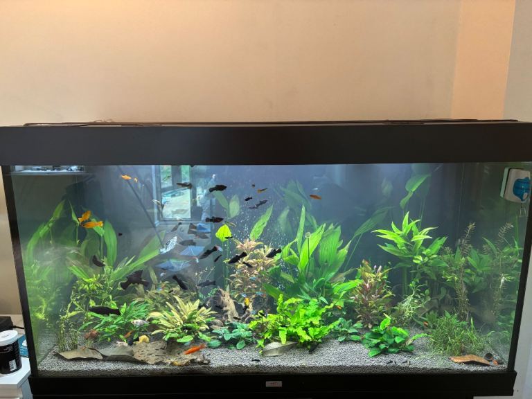 Large Juwel Fish Tank