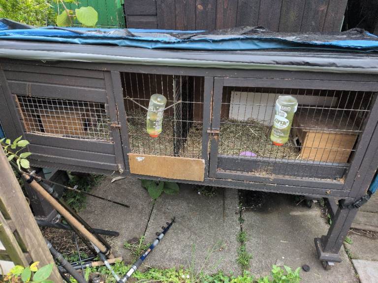 Guinea pigs with cage and extras 