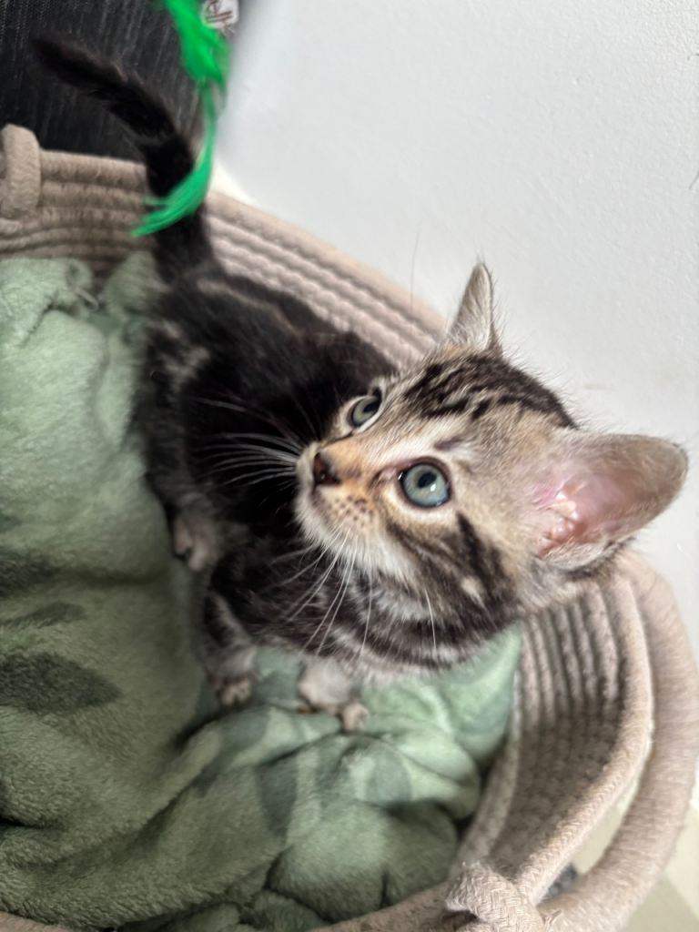 Spotted Bengal kitten (sold)