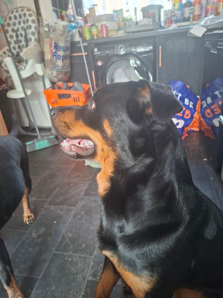 German Shepherd cross Rottweiler 