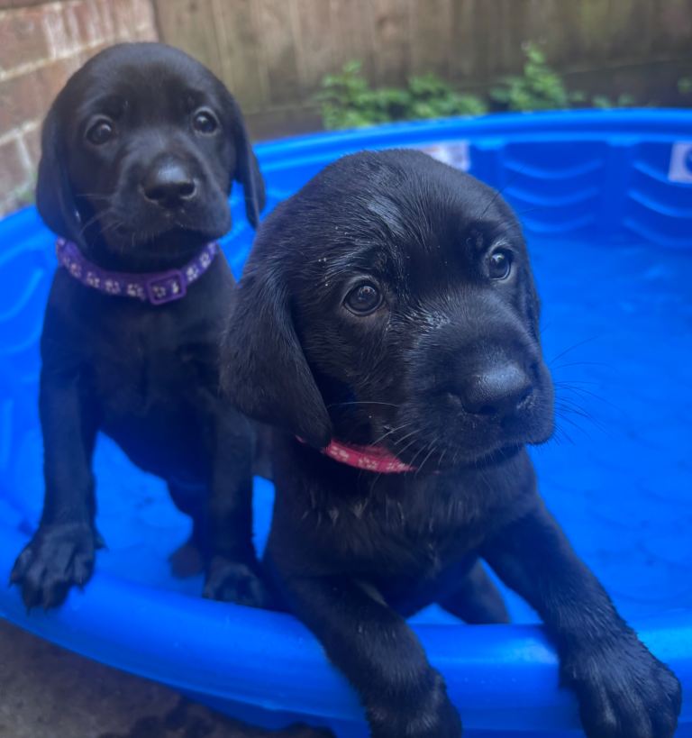 KC Labrador Retriever puppy