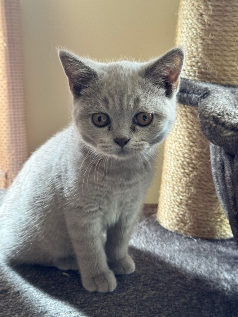 British Shorthair Kittens