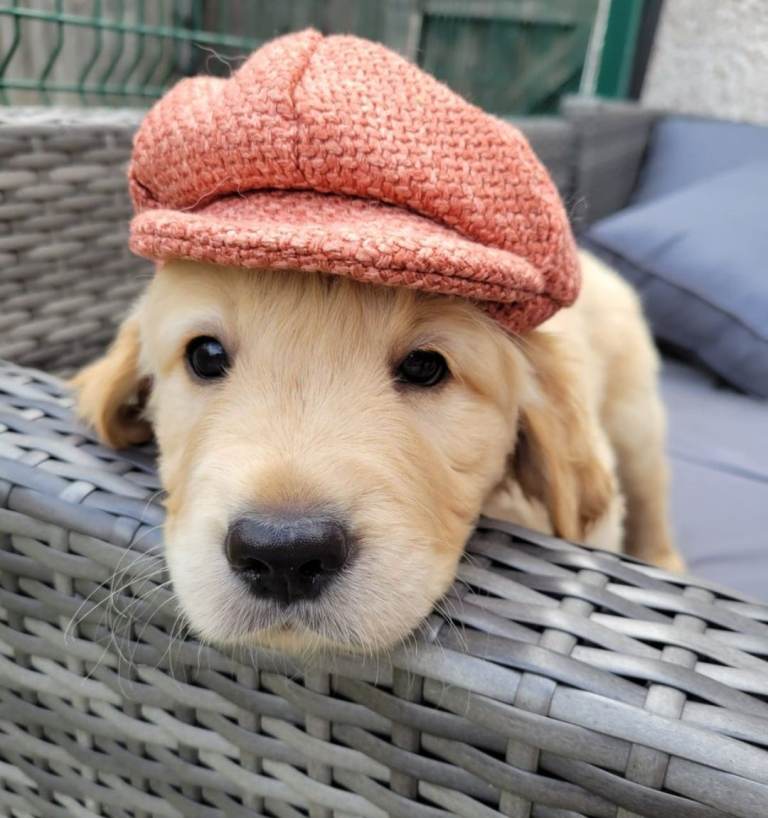 Golden Retriever KC registered 🐾🩵 *last male remaining*