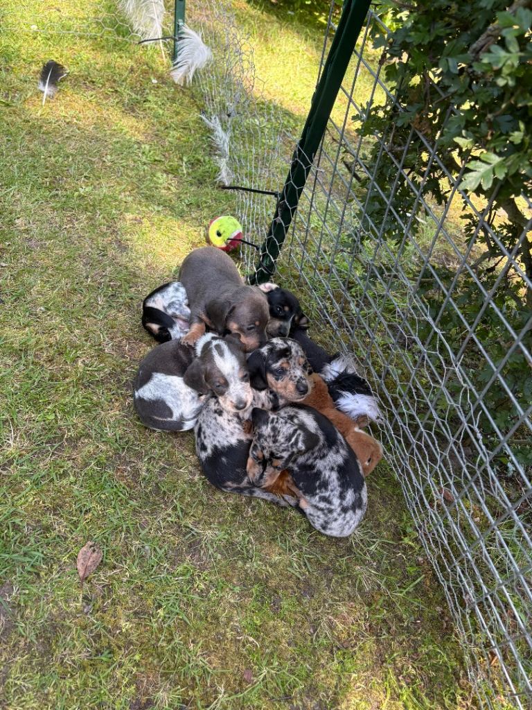MINIATURE DACHSHUND PUPPIES
