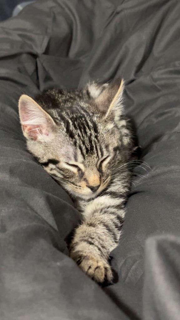 Cute mix breed 11 week kitten