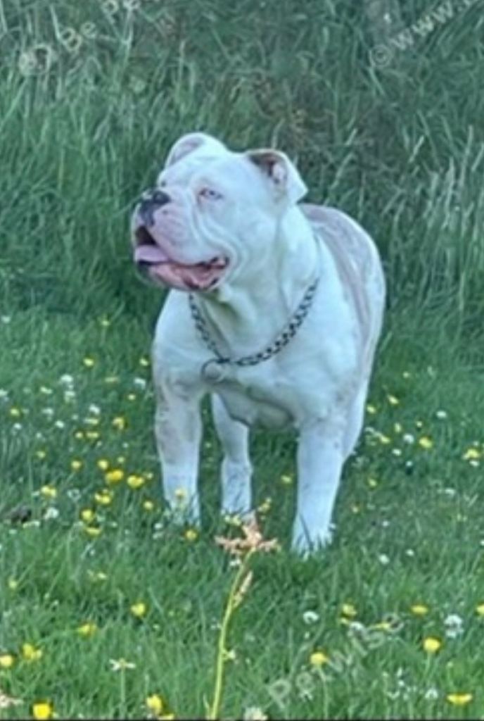 Female old tyme bulldog for new home