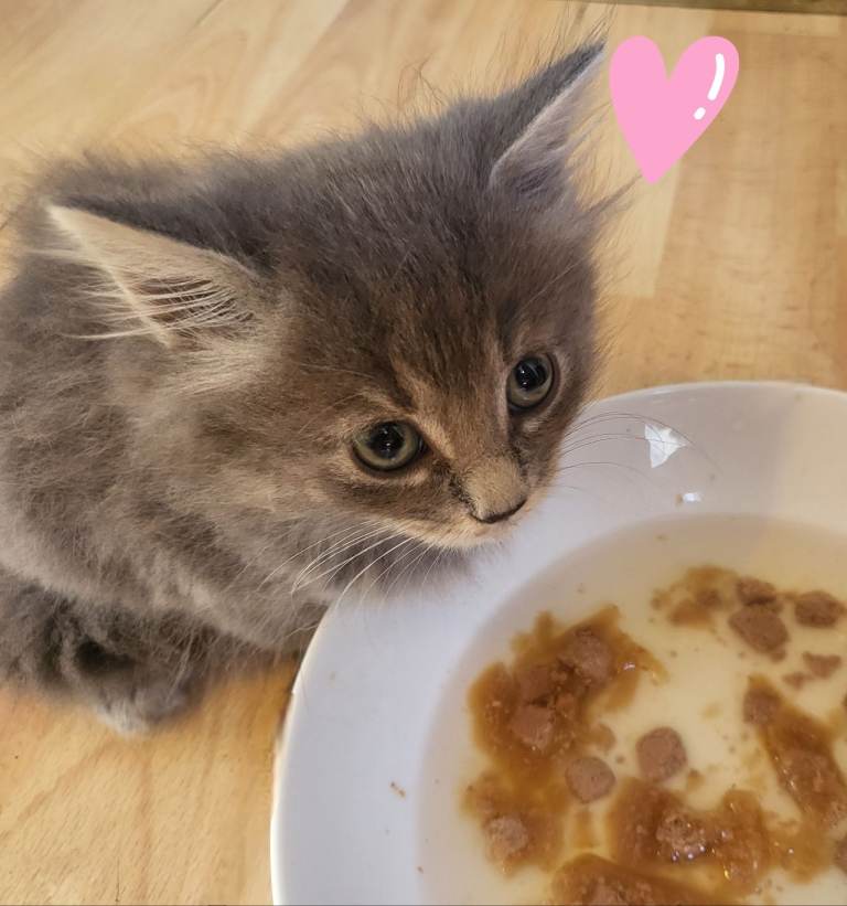 ** 2 FEMALE RAGAMUFFIN X TABBY KITTENS 😸 ♥️ **