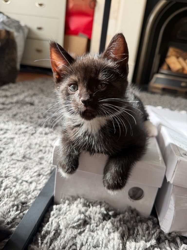 Kittens ready to find their forever home 