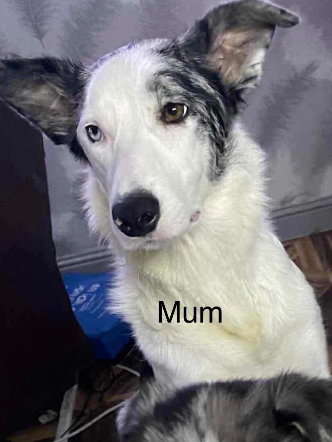 Border Collie x lurcher puppies