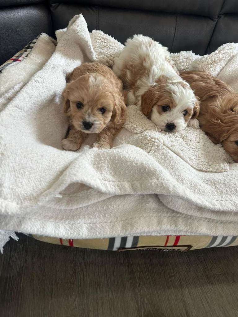 Cavapoo puppies 