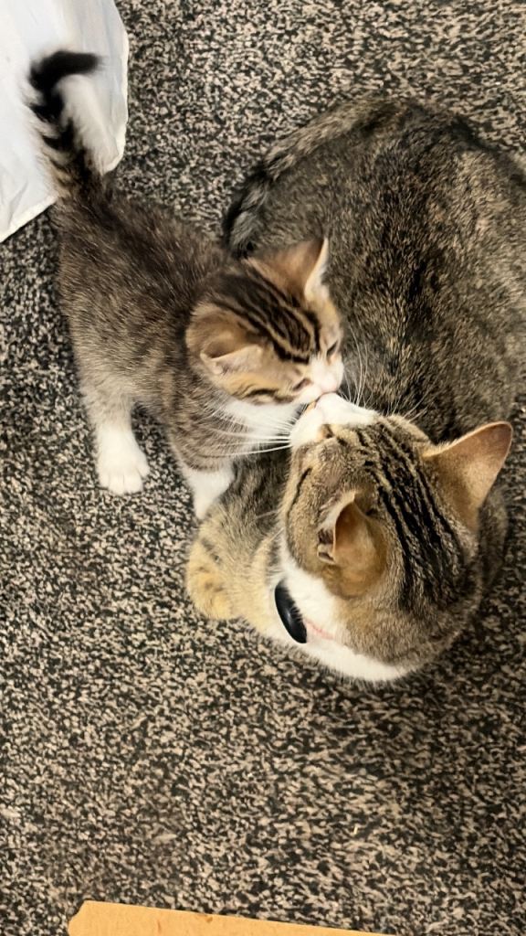 Kitten available now