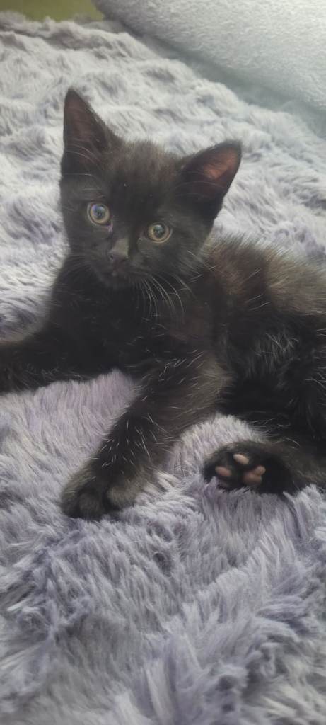 Last one beautiful little boy kitten are looking for a new home
