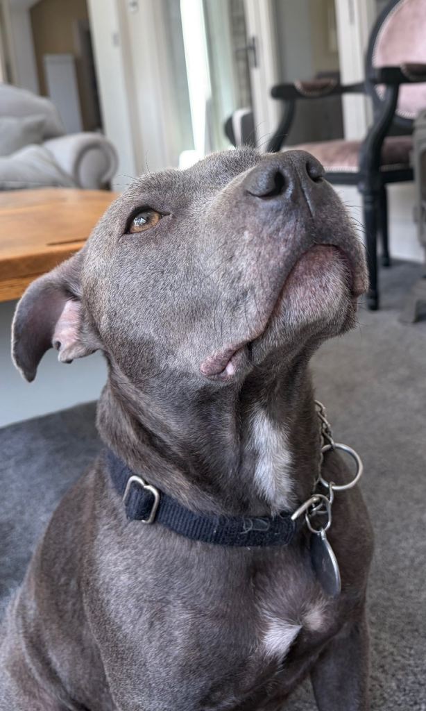 KC-Registered Blue Staffordshire Bull Terrier Puppies