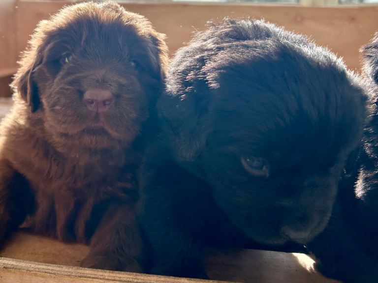 KC Registered Newfoundland Puppies