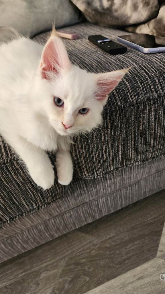 Ragcoon 🥰 RARE COLOUR 🥰