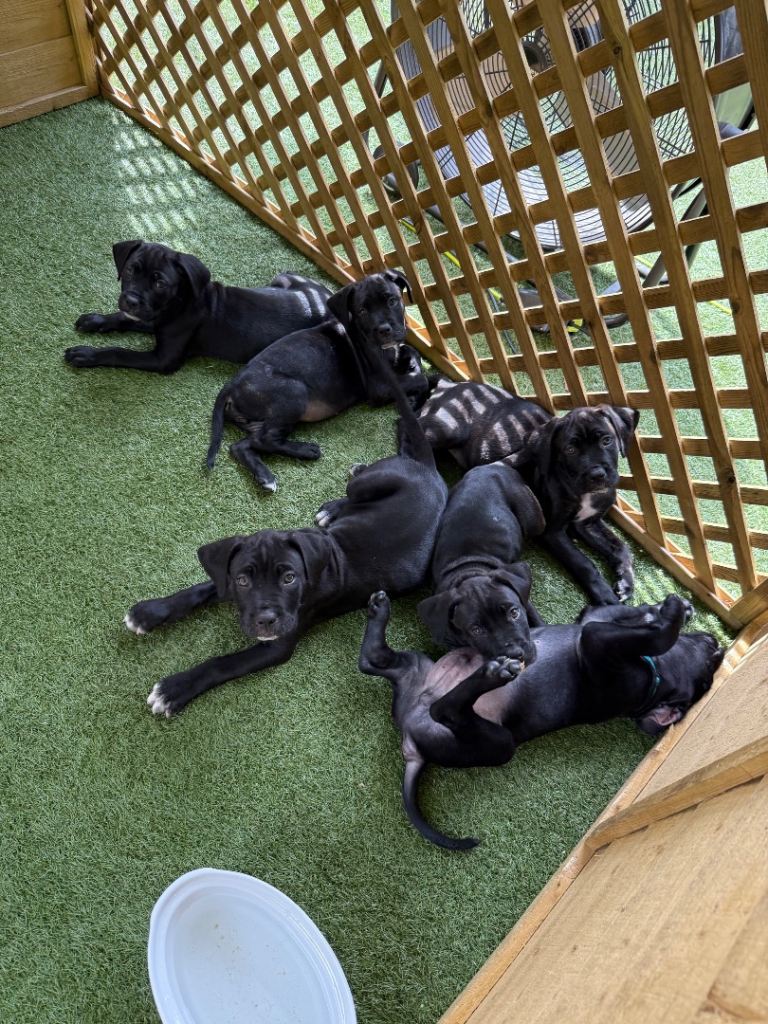 Cane corso puppies