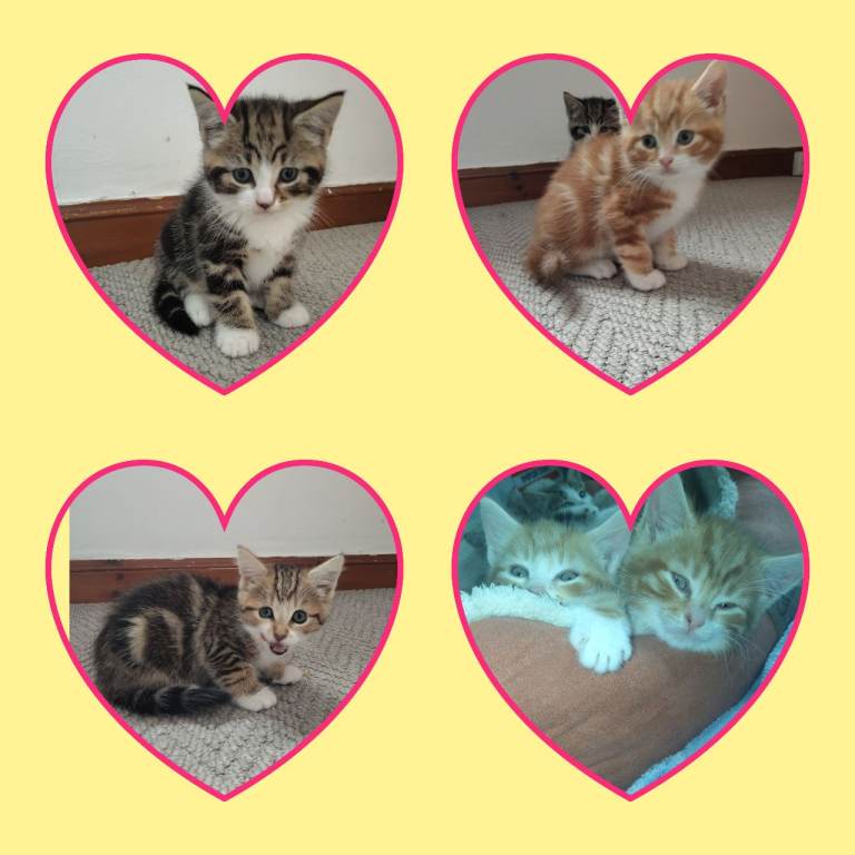 5 kittens ready for new homes