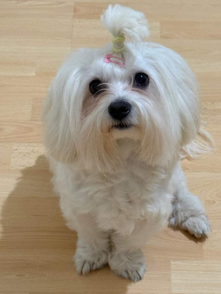 Beautiful Maltipoo puppies available