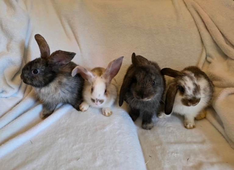 Mixed giant breed rabbits 