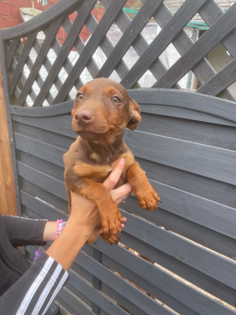 Puppy 