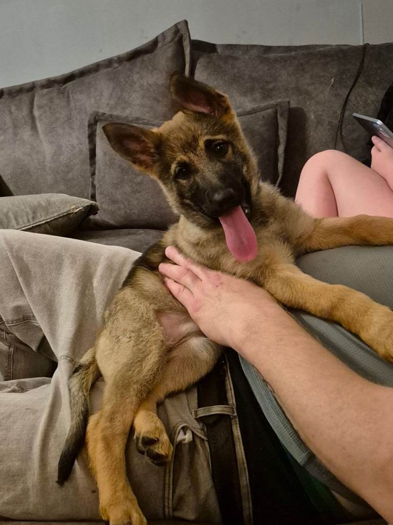 German Shepherd 