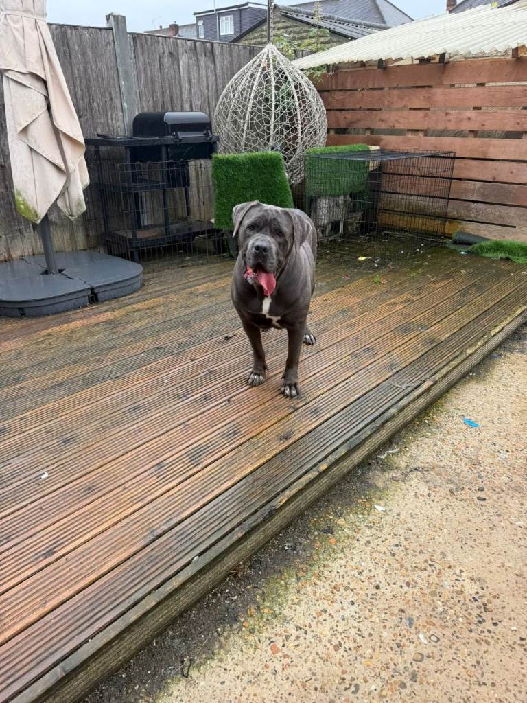 Cane Corso Bitch Free home needed.
