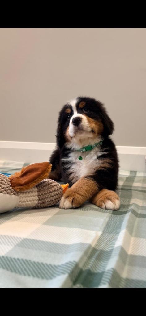 Bernese mountain pups