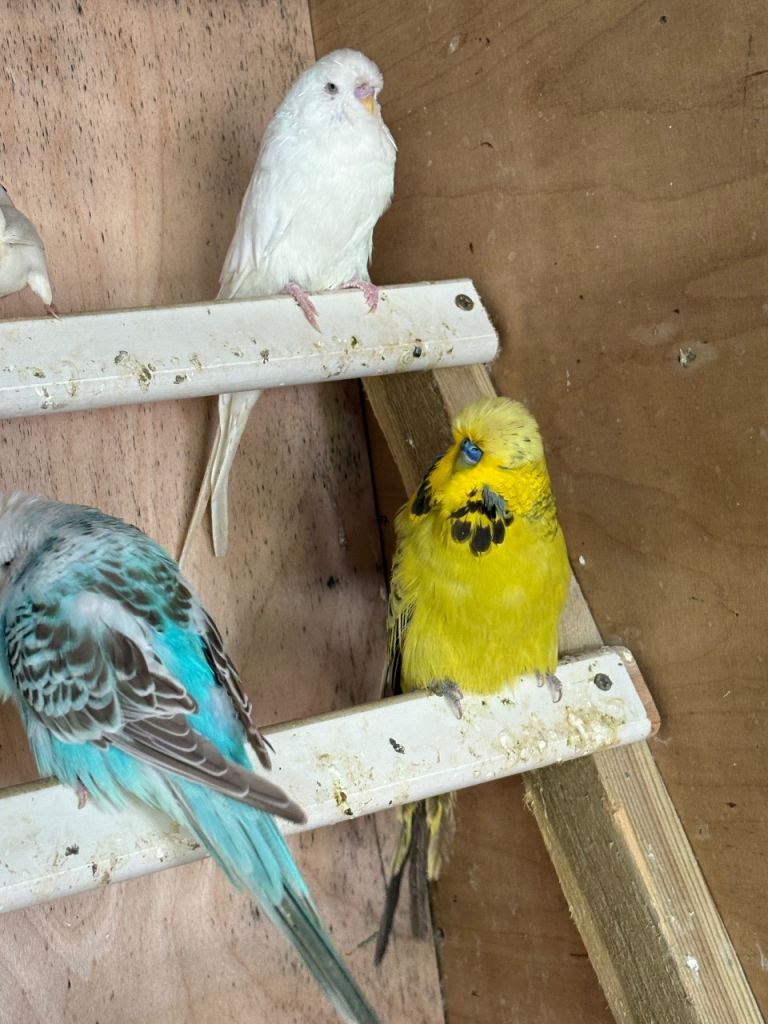 Budgies