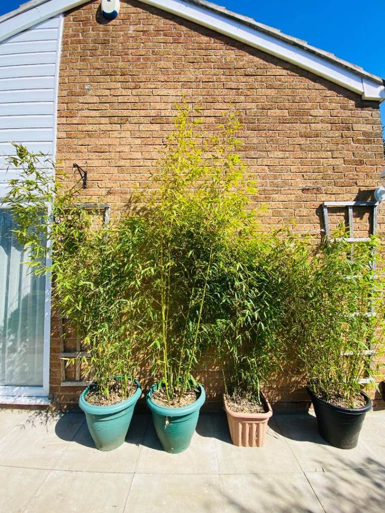BAMBOO PLANTS FOR SALE - GOLDEN BAMBOO LARGE SIZES!