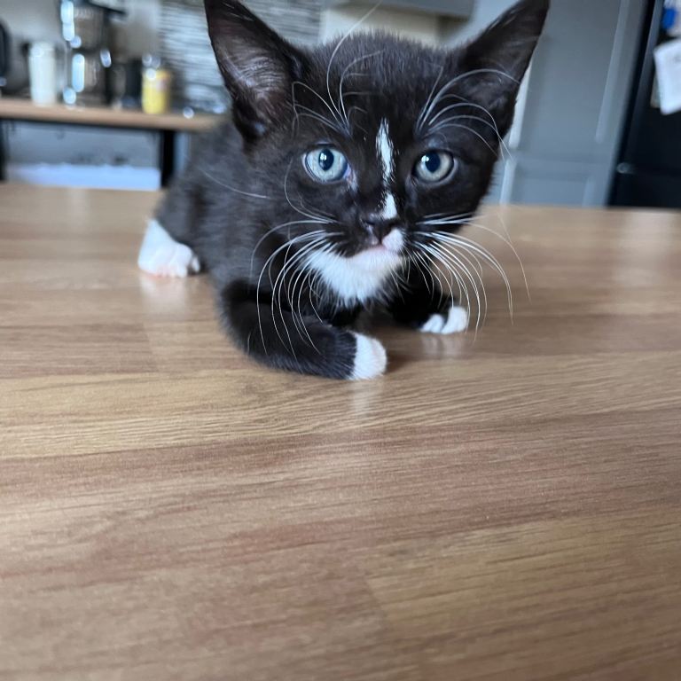 1 kitten remaining 