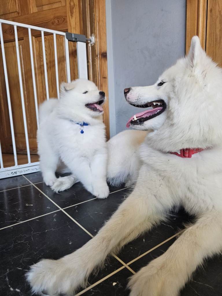 💜⭐SAMUED PUPPIES ⭐💙