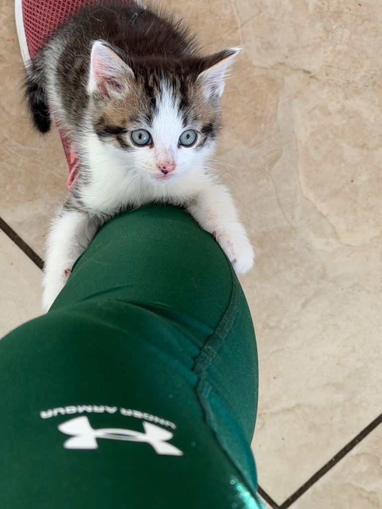 2 beautiful Male Kittens