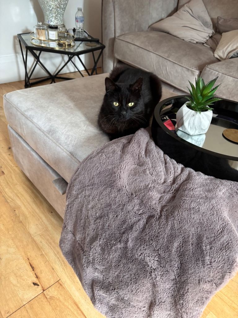 Cat needing rehomed asap 