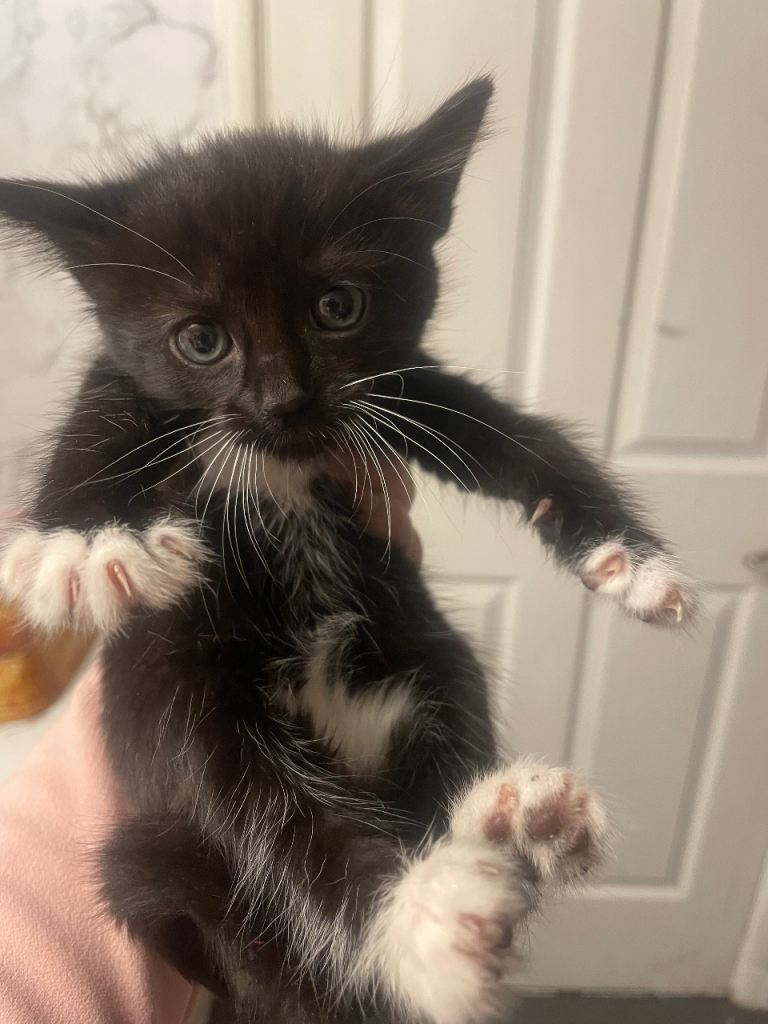 Black and white kittens