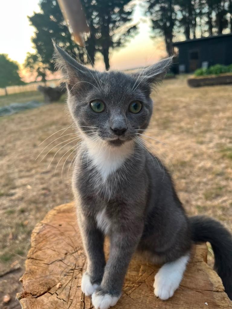 Kittens for sale 