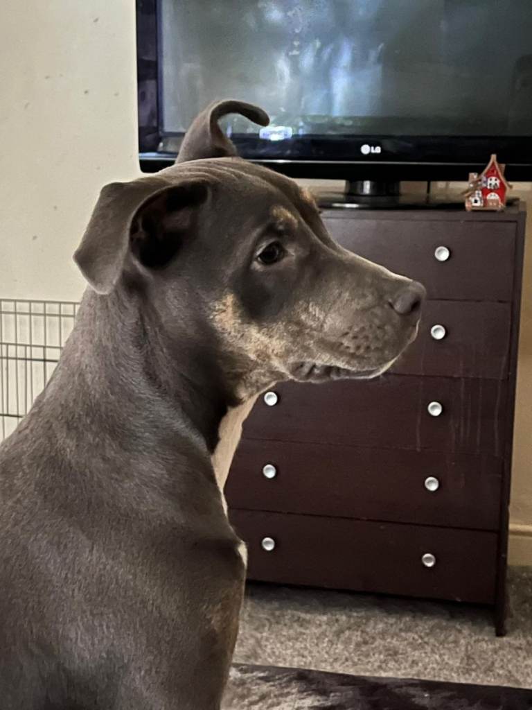 6-Monthnold staffy mix