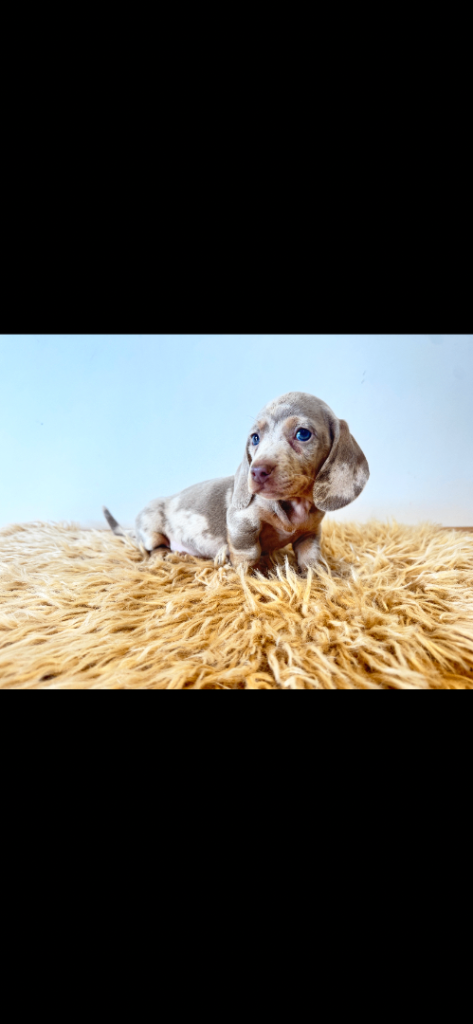 Adorable miniature daschund puppies